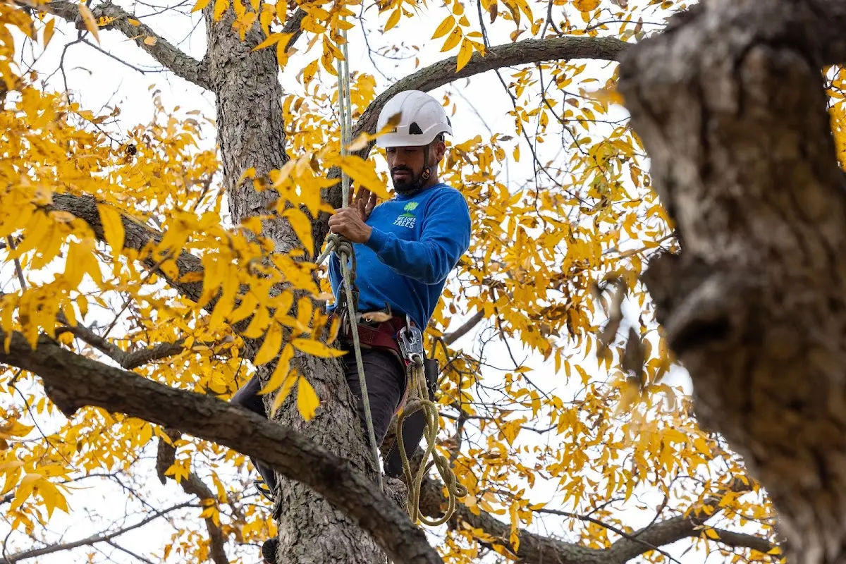 Skilled Tree Planing crew working in Lebanon